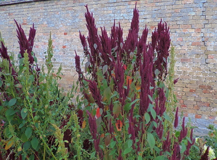 Purple flowers