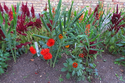 Mixed flowers