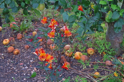 Flowers and apples