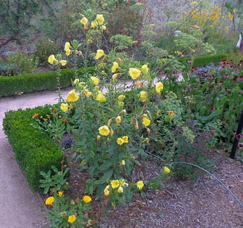 Yellow flowers