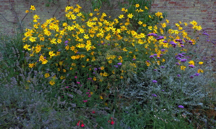 Assorted flowers