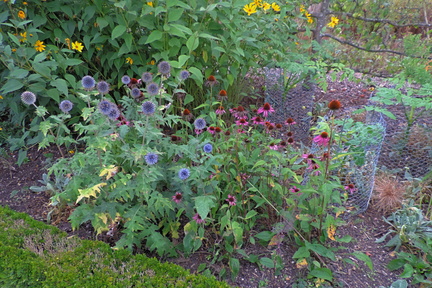 Assorted flowers