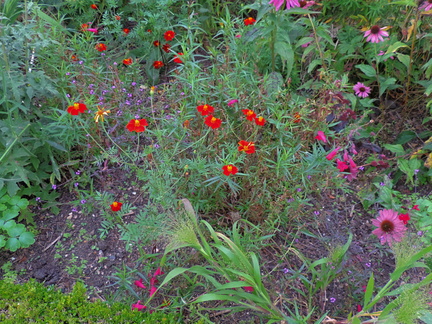 Assorted flowers