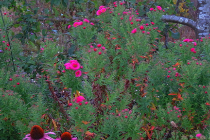 Pink flowers