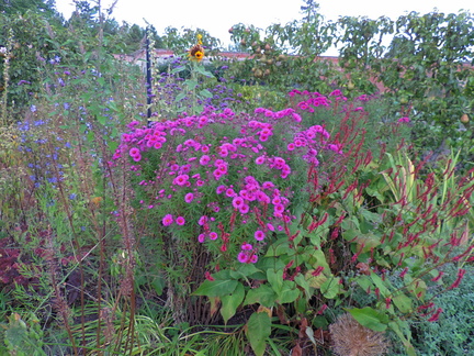 Assorted flowers