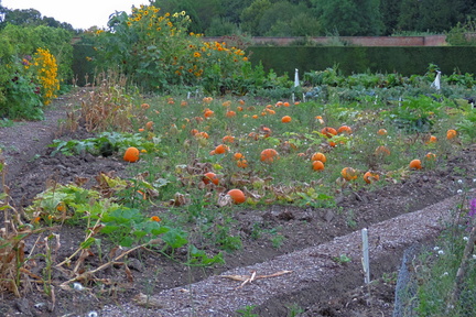 Pumpkins