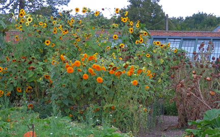 Sunflowers