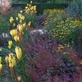 Yellow flowers