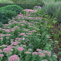 Pink flowers