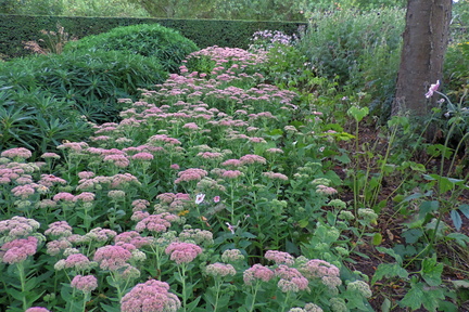 Pink flowers