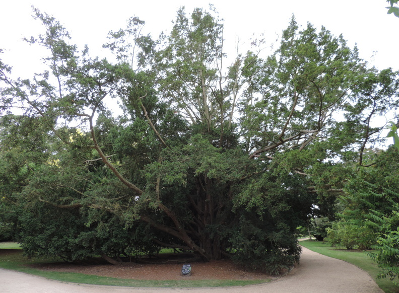 80-OldTree.jpg