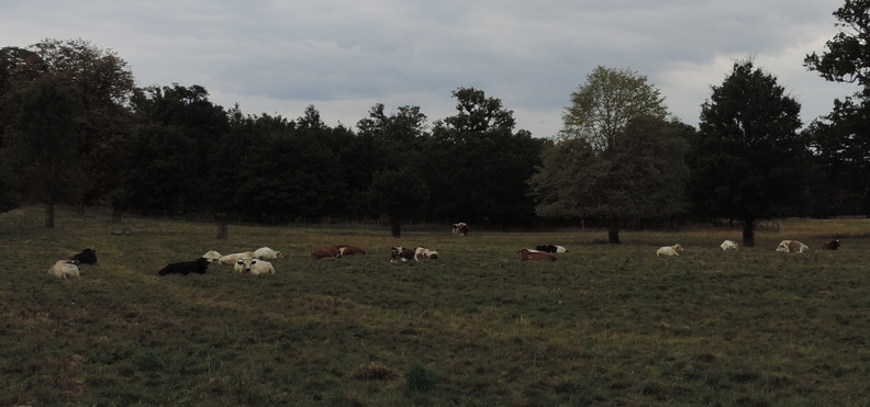 88-Cows.jpg