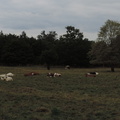 Cows