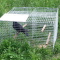 Caged Crow