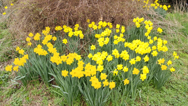 13-Daffodils.jpg