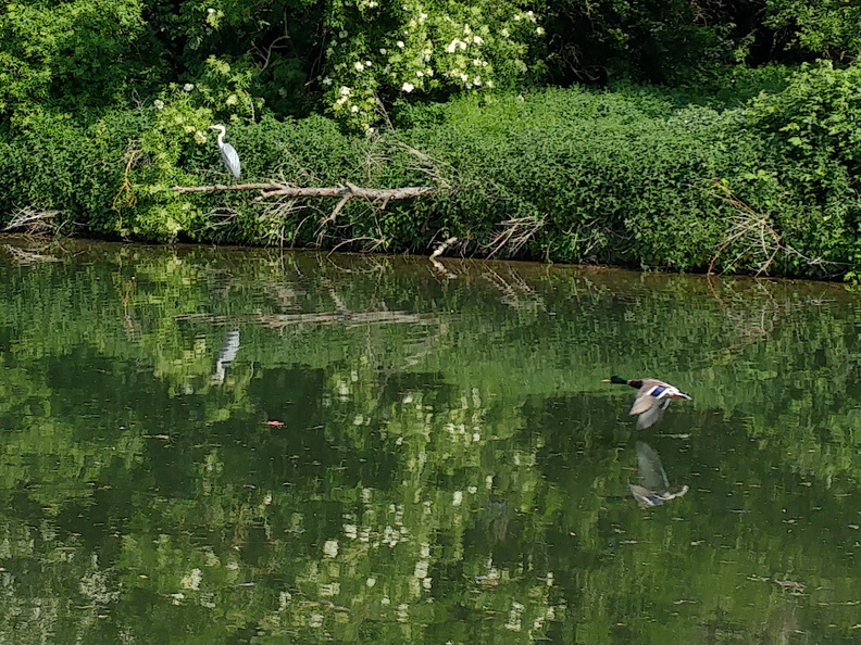 Heron and duck