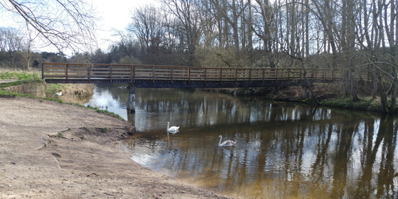 Bridge and swans