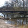 Bridge and swans
