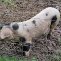 08-Pig.jpg