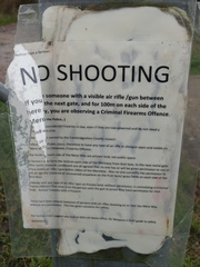 No shooting
