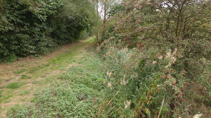 Along the ditch