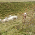 07-Sheep.jpg