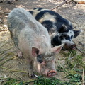 03-Pigs.jpg
