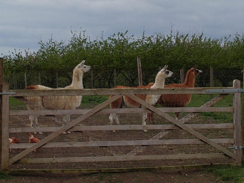 11-Llamas.jpg
