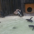 Baby Penguins