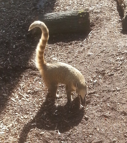 35-Lemur.jpg