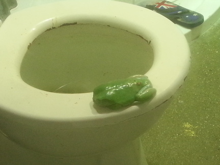 The Toilet Frog?