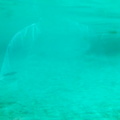 Penguins underwater