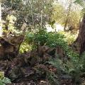 Stump garden