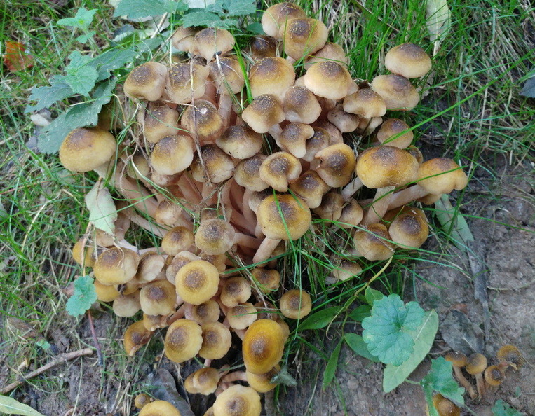 17-Mushrooms.jpg