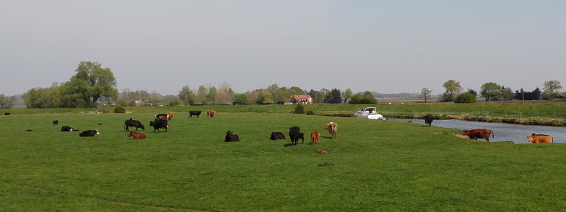 05-Cows.jpg