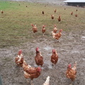 Chicken stampede