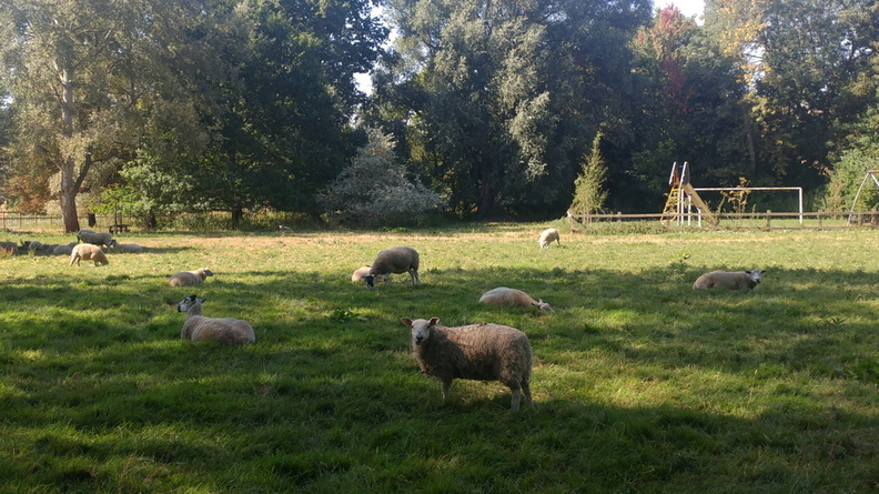 4-Sheep.jpg