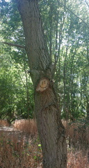Smiley tree