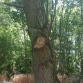 Smiley tree