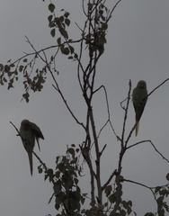 Parakeets