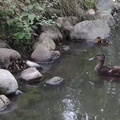 Ducklings and Moorhen