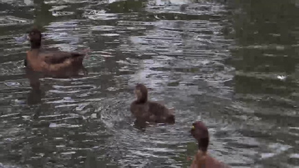 Ducks