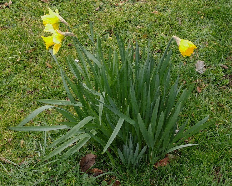 01-Daffodils.jpg