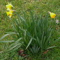 01-Daffodils.jpg