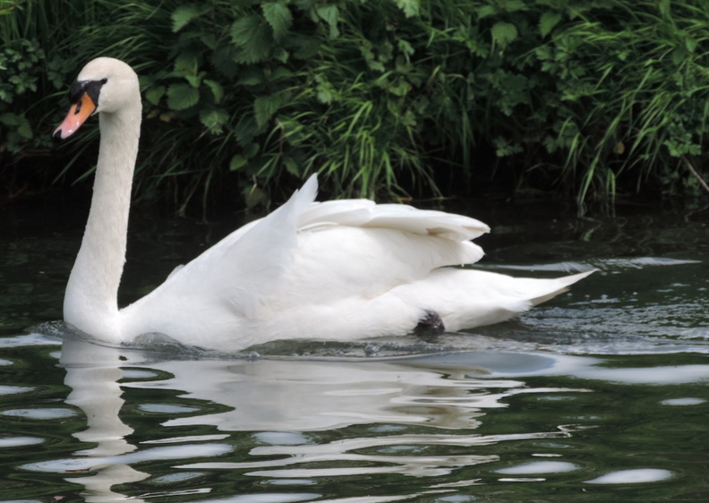 10-Swan.jpg