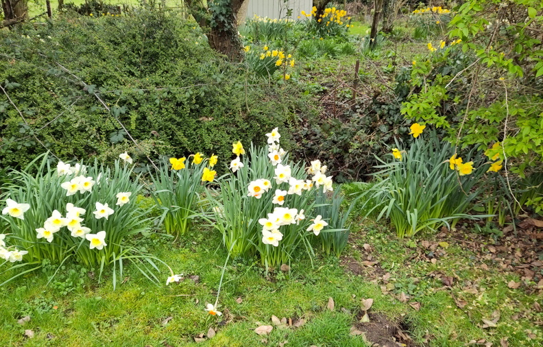 05-Daffodils.jpg