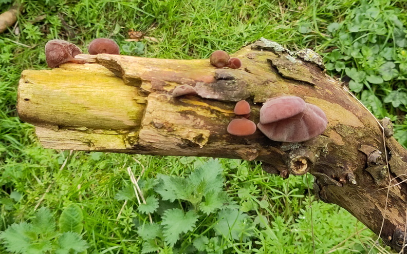 10-Fungi.jpg