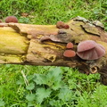 10-Fungi.jpg