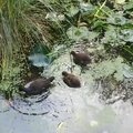 Moorhen and chicks