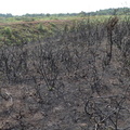 Scorched earth